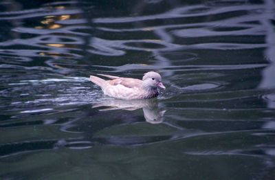 Duck swimming in a lake