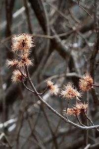 Close-up of wilted plant