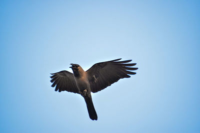 Low angle view of bird flying against sky