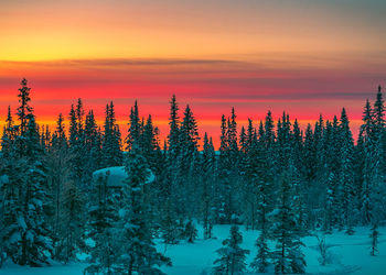 Panoramic view of pine trees during sunset