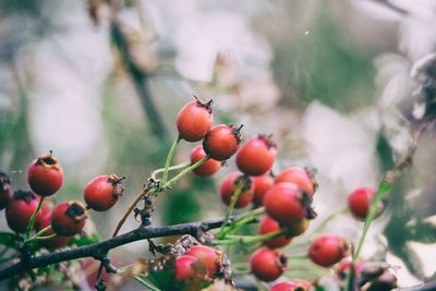 Close-up of berries growing on tree