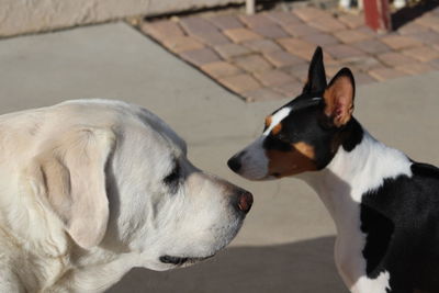 Close-up of a dog looking away