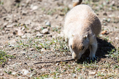 Close-up of sheep on field