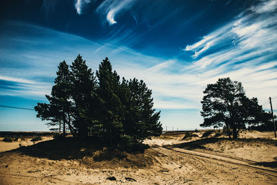 Trees on sand against sky