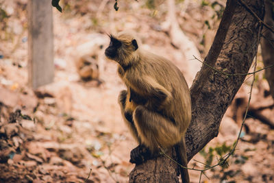 Monkey on tree