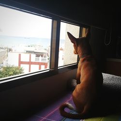 Cat looking through window