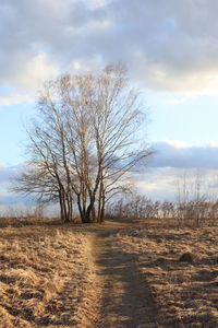 Bare tree on field against sky
