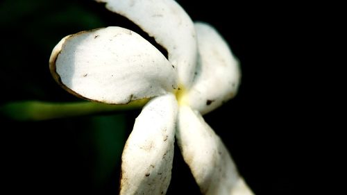 Close-up of white flower against black background