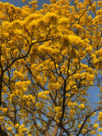 Low angle view of yellow tree against sky