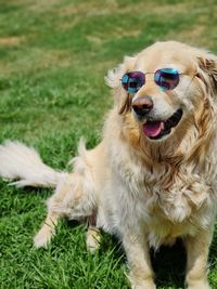 Portrait of a dog on field