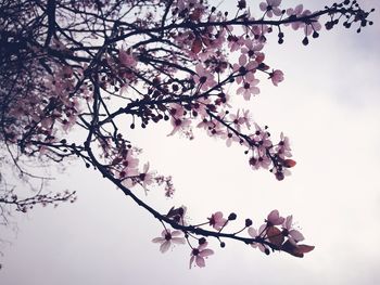 Low angle view of blossom tree