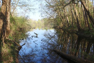 Scenic view of lake amidst trees in forest