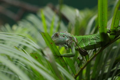 Close-up of a lizard on leaf
