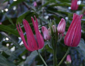 Close-up of pink flowers