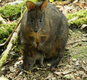 Portrait of lion sitting outdoors