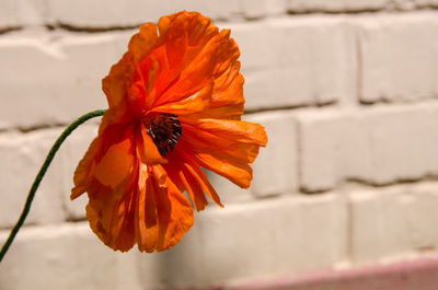 Close-up of orange flower against wall