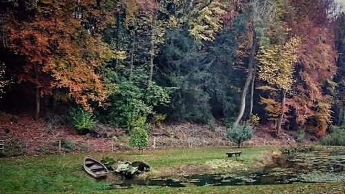 Close-up of tree by water