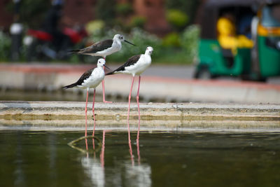 Seagulls perching on a lake