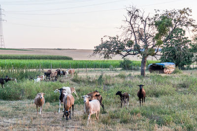 Horses in a field