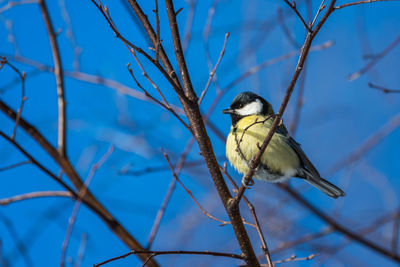 Low angle view of bird perching on branch