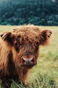 Portrait of a cow on field