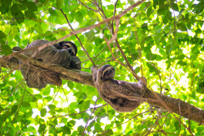 Low angle view of sloths on tree