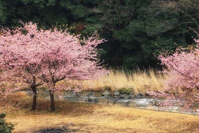 View of trees at riverbank