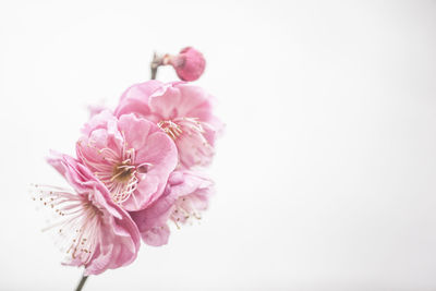 Close-up of pink cherry blossom against white background