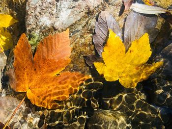 Close-up of yellow maple leaf on rock