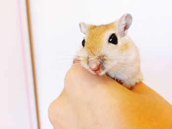 Close-up of hand holding rodent 