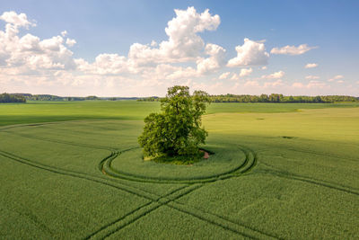 View from above on lonely tree with shadow in a green field and sky with clouds in the background