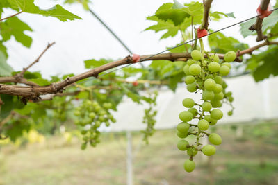 Close-up of grapes growing in vineyard