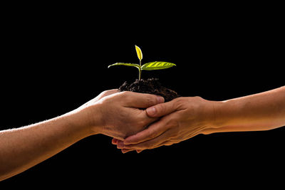 Close-up of hand holding small plant against black background