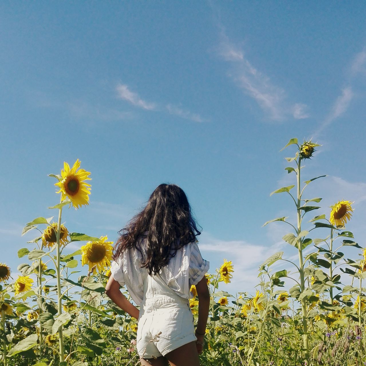 flower, yellow, freshness, fragility, growth, beauty in nature, field, sky, nature, in bloom, plant, springtime, petal, blossom, sunflower, flower head, sunbeam, blooming, long hair, rural scene, scenics, outdoors, day, wildflower, cloud - sky, tranquility