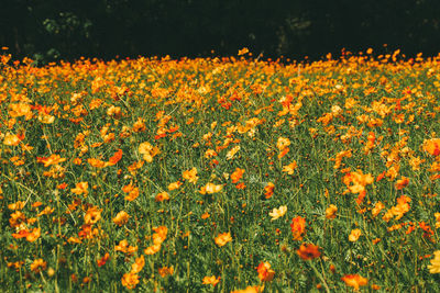 Close-up of orange flowering plants on field