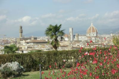 Plants with buildings in background