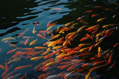 Fish swimming in sea