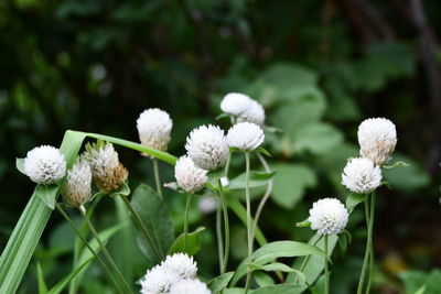 Close-up of white flowering plants