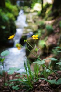 Close-up of yellow flowers