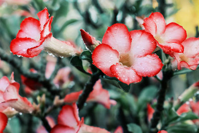 Close-up of wet red flowering plant