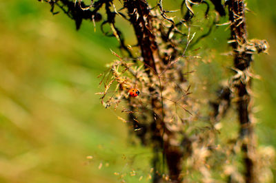 Close-up of insect on plant