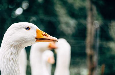 Close-up of bird