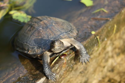 High angle view of turtle