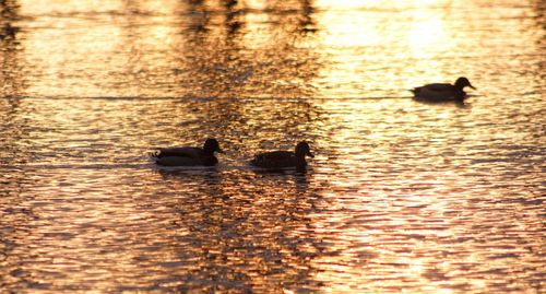 Swans swimming in lake