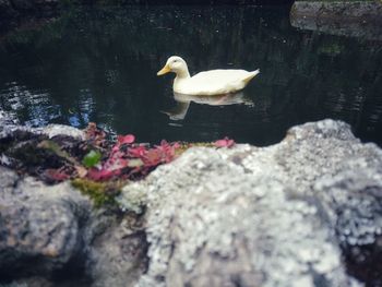 Close-up of swan swimming on lake