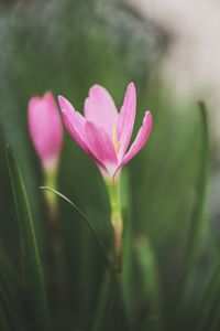 Close-up of pink flowering plant