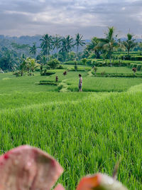 Scenic view of agricultural field against sky