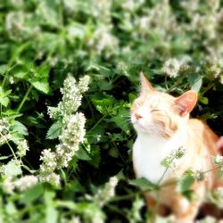 Close-up of cat on flower plants