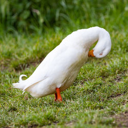 Side view of a bird on field