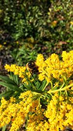 Close-up of bee on yellow flowers